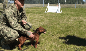 Tiny Military Working Dog