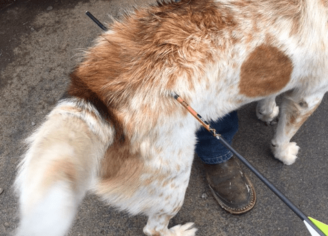 Dog Found Shot With An Arrow