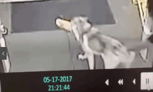 Dog Caught on Tape Stealing Loaf of Bread