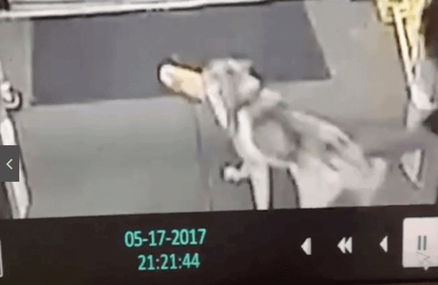 Dog Caught On Tape Stealing Loaf Of Bread
