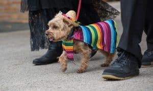dogs celebrating cinco de mayo