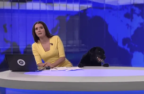 Dog Crashed Live News Broadcast