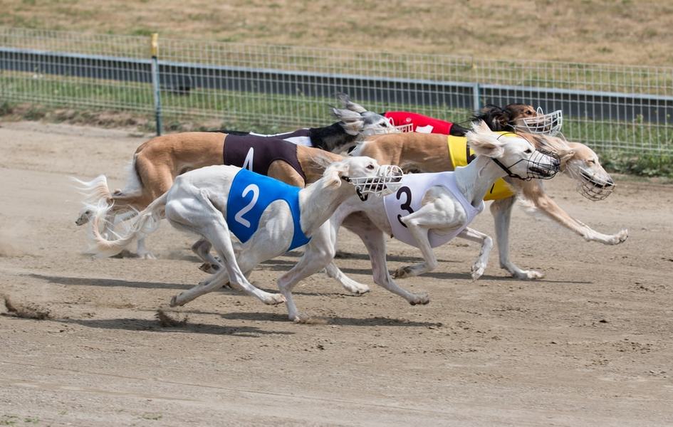 Greyhounds Tested Positive For Cocaine