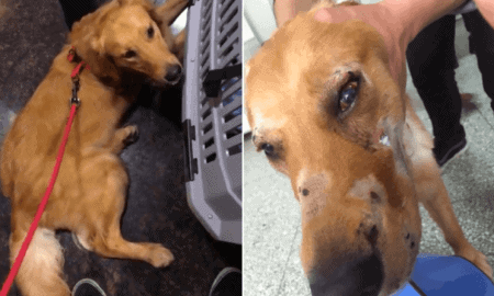 Dog Suffered Horrific Injuries