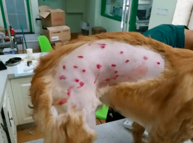 Dog Suffered Horrific Injuries