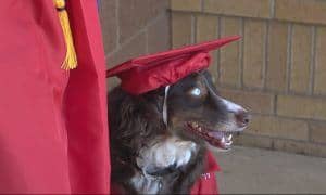 service dog graduated high school
