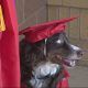 Service Dog Graduated High School