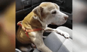 16 year old dog euthanized