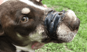 snout wrapped in electrical tape