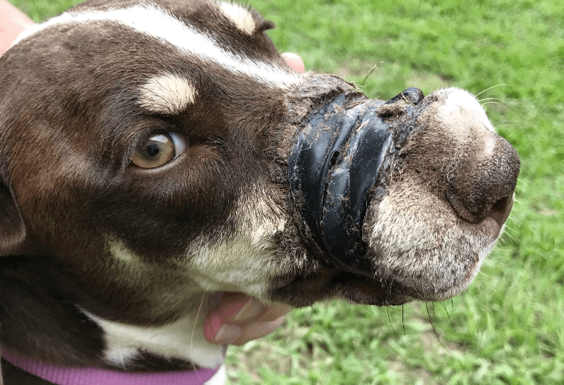 Snout Wrapped In Electrical Tape