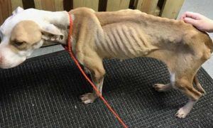 emaciated dog