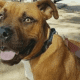 Adopted Dog Dies