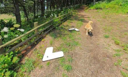 Dog Follows Google Street View