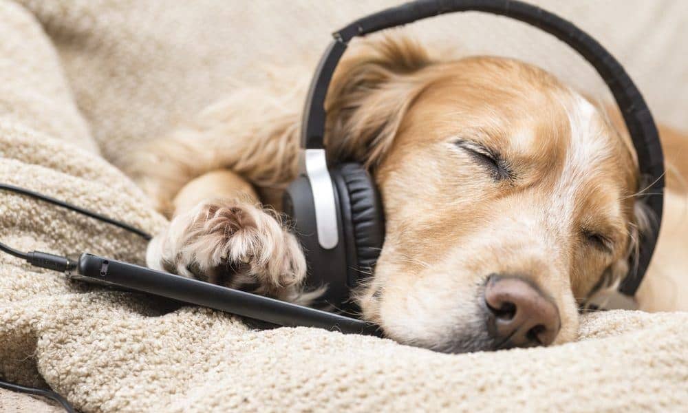 relaxing music for dogs and humans