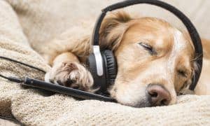 calming down your dog