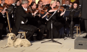 orchestra
