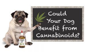 cannabinoids