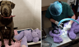 purple hippo