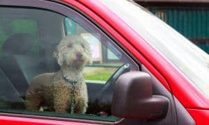 hot car