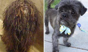 shelter dog makeovers