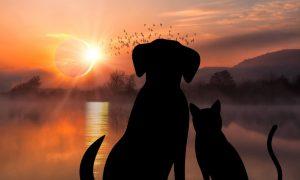 solar eclipse
