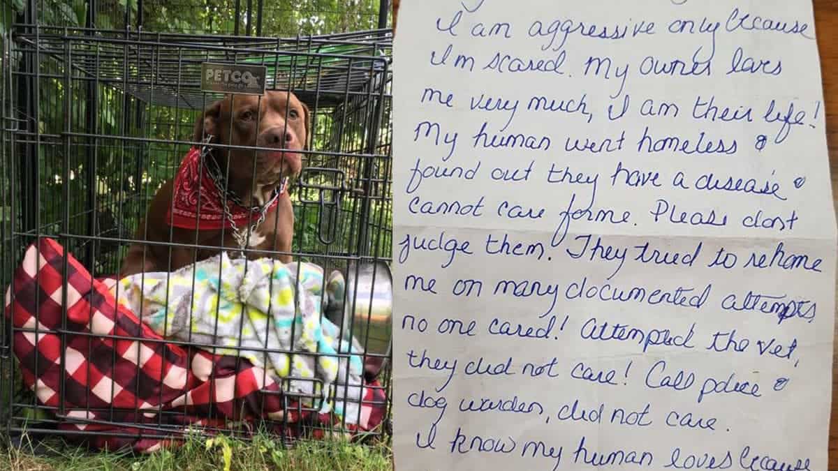 Dog Abandoned Behind Veterinary Hospital with Heartbreaking Note - The  Dogington Post