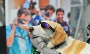 casting dogs