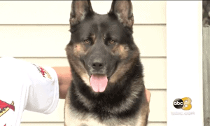 dog attacked intruder
