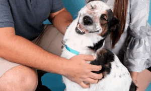 dog dumped