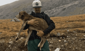 Mountain Climbers Rescue Dog