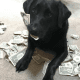 Dog Hoards Cash