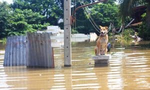 flooding aftermath