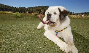 tongue