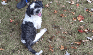 dog missing