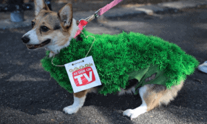 Creative Dog Costumes