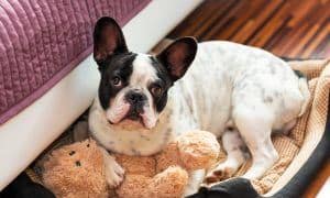 dogs bed