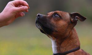 stop using treats