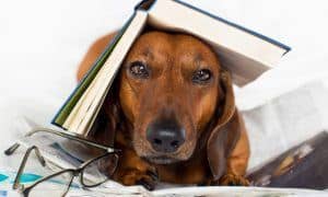 Books For Dog Lovers