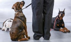 dog training