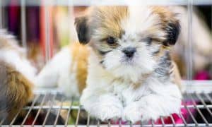 pet store