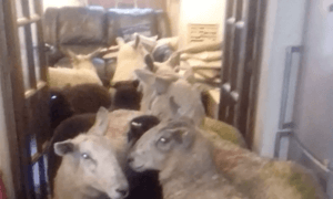 puppy herded