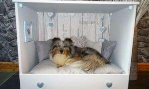 dog beds