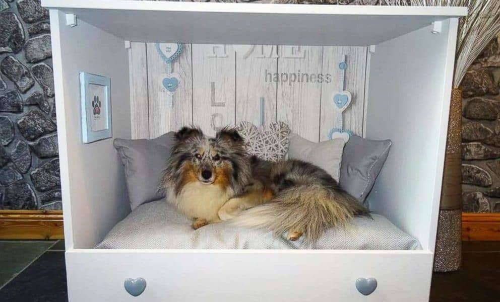 unique dog beds