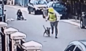 stray dog