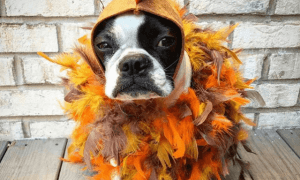 turkey dog