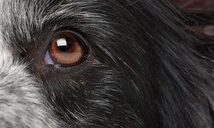 canine ear medication