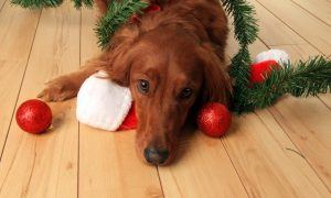 santa's naughty list