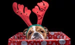 holiday gift