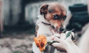 animal welfare