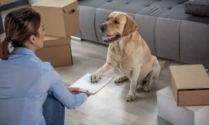 discrimination against big dogs
